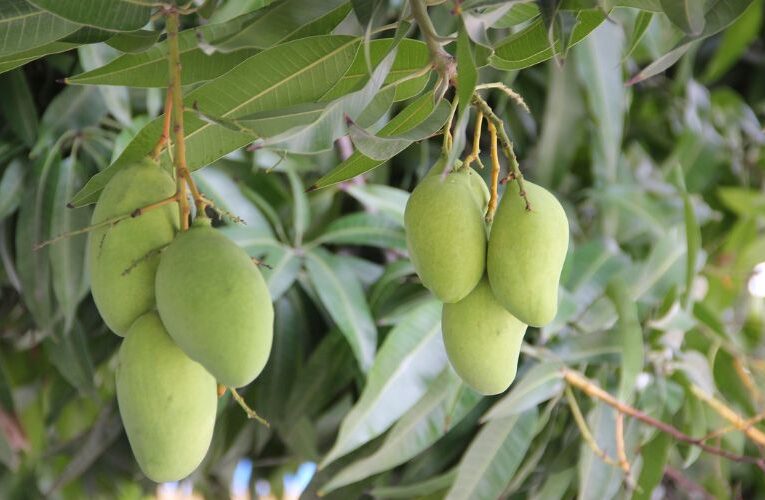 One Tree, Eleven Flavors : The Mango Miracle of Lodipur Chandmari