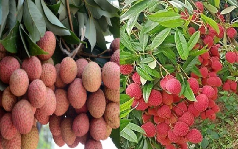 Shahi litchi of Muzaffarpur is in demand not only in the country but in the whole world