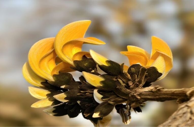 Unveiling the Significance of Yellow Palsala: Exploring Medicinal Properties and Cultural Superstitions