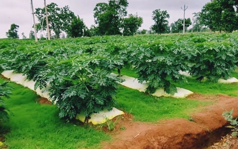Dausa farmer cultivates papaya