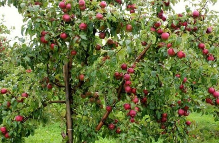 Gardeners Urged to Embrace Scientific Techniques for Optimal Apple Crop Yield