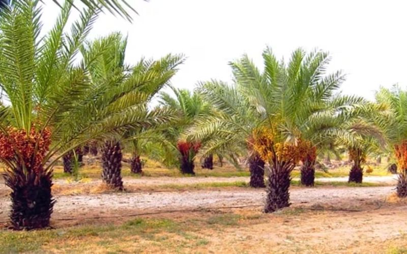 Date cultivation has changed the lives of farmers