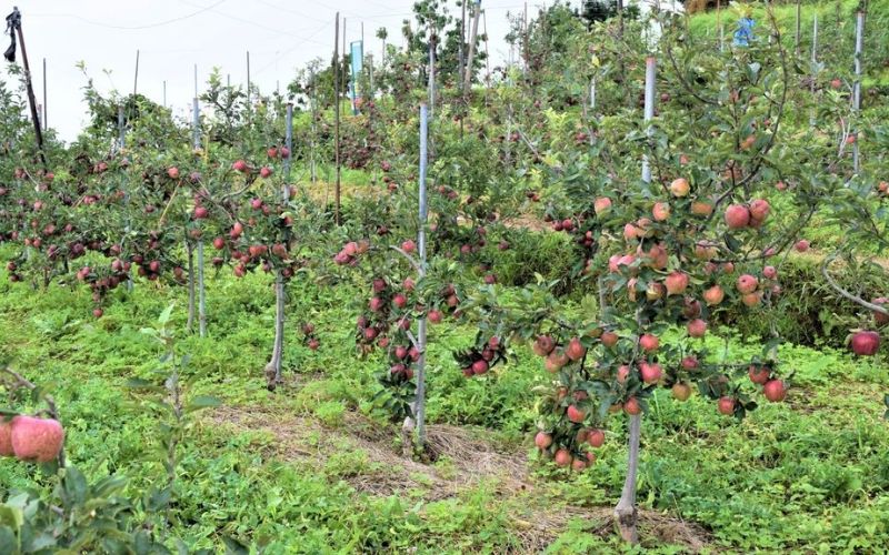 In Himachal Pradesh, the government is running many schemes for gardeners