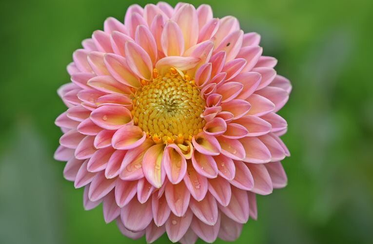 Mastering Dahlia Delights: Eight Steps to Growing Stunning Flowers at Home