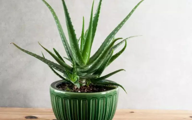 Aloe vera has many medicinal properties, hence its description is found in Ayurveda.