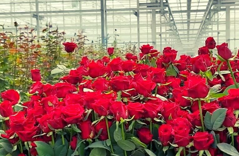 Bijnor Farmer Sardar Parminder Singh’s profitable Cultivation of Roses in Lakhs