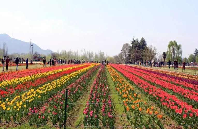 The Blossoming Beauty: Asia’s Largest Tulip Garden to Open Doors to Visitors on March 23