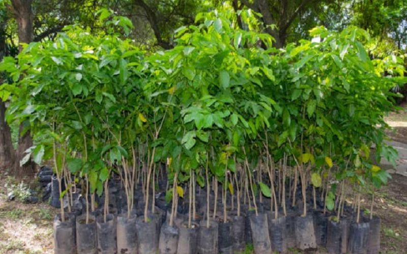 good income by planting mahogany