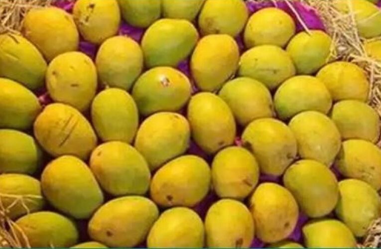 Mango Magic: How to Grow Baskets of Mangoes in Your Rooftop Garden