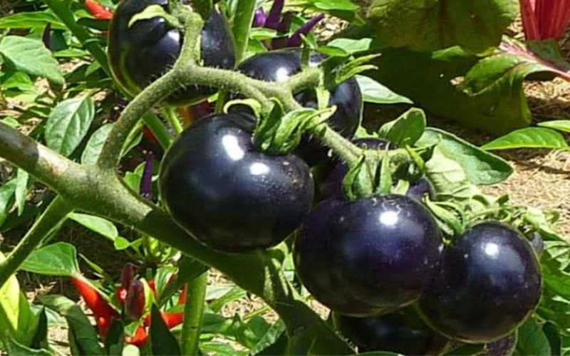 Cultivate black tomatoes, you will earn better income