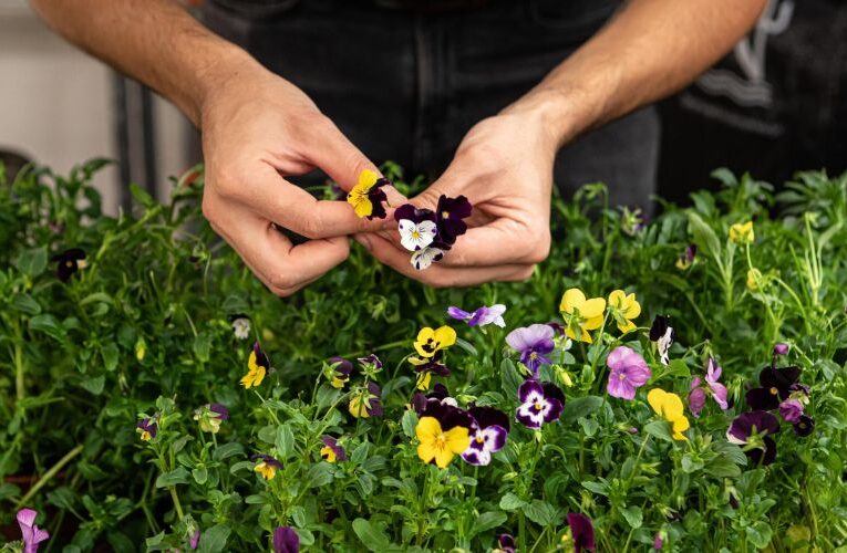 Floral Delights: Edible Flowers Blossom with Nutritional and Medicinal Benefits