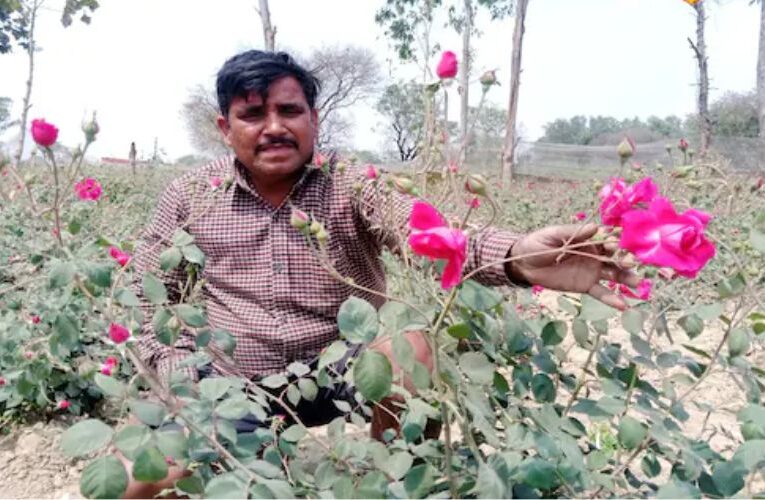 नई तकनीक से गुलाब की खेती करते हैं बाराबंकी के किसान