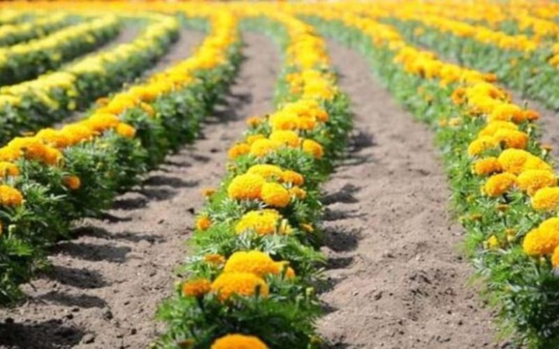 In today's changing times, farmers earn better income from flower farming.