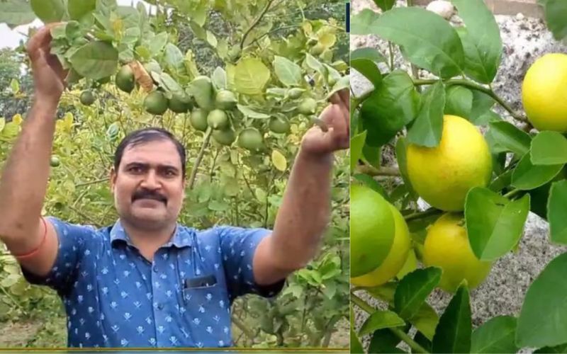 Lemon farming can make any farmer a millionaire