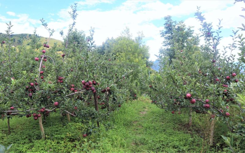 In Kullu, Himachal Pradesh, apple orchardists are spraying tree spray oil on apple plants