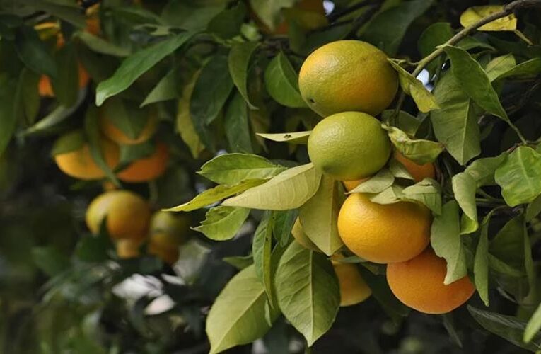 प्राकृतिक आपदा के कारण संतरा की फसल बर्बाद
