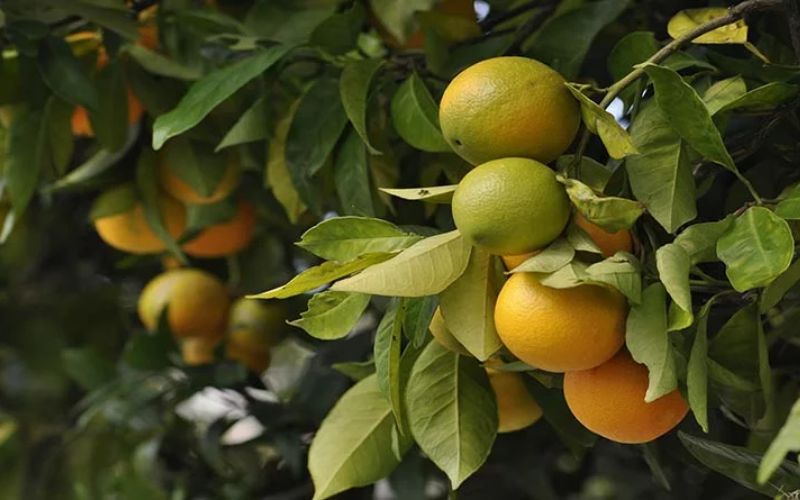 Orange crop ruined due to natural disaster