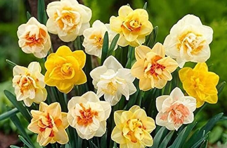 Essential Tips: How to Care for Daffodil Flowers at Home