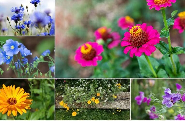Garden Perfection: Plant These Varieties for 12 Months of Blooms