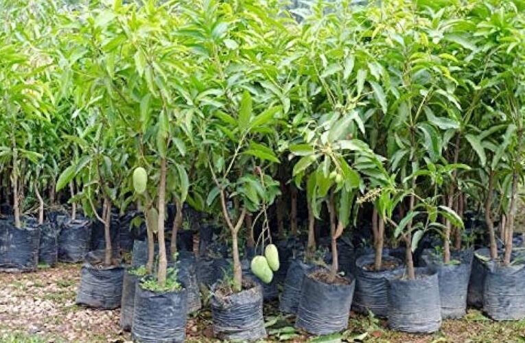 जाने महाराष्ट्र सरकार की कन्या वन समृद्धि योजना , कन्या के जन्म के बाद मिलगे 10 मुफ्त पौधे