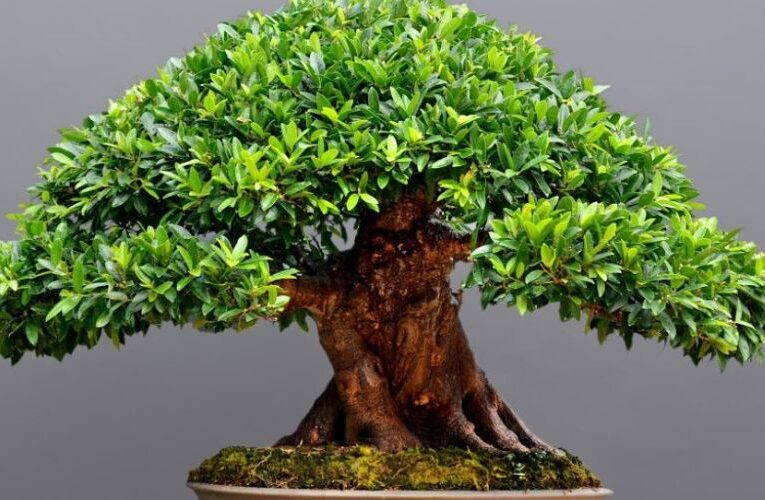 Explore the Art of Miniature Landscapes at Ahmedabad’s Bonsai and Topiary Exhibition 2024