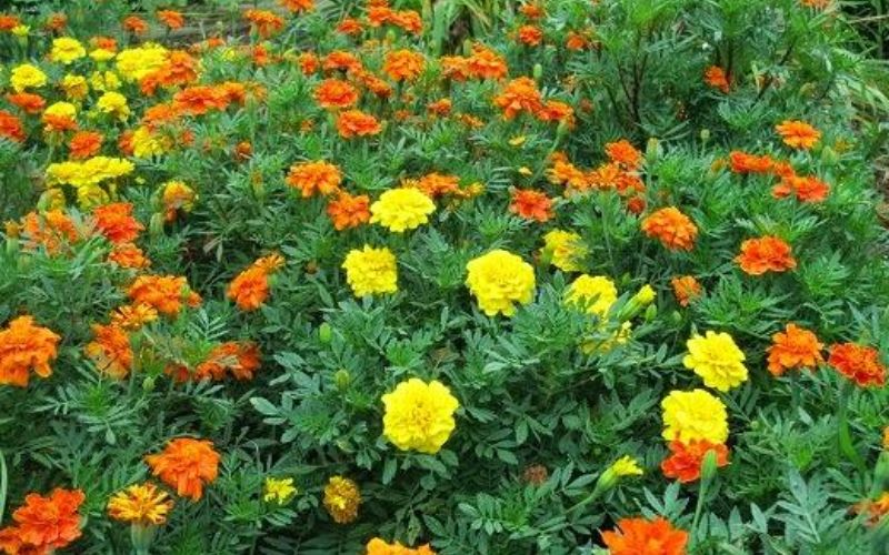 In today's changing times, farmers are cultivating marigold flower. Marigold flowers are in high demand in the market