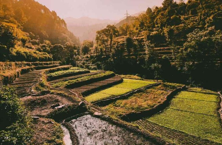 Greening the Valleys: Uttarakhand’s Initiative to Utilize Unused Land for Pahadi Crops
