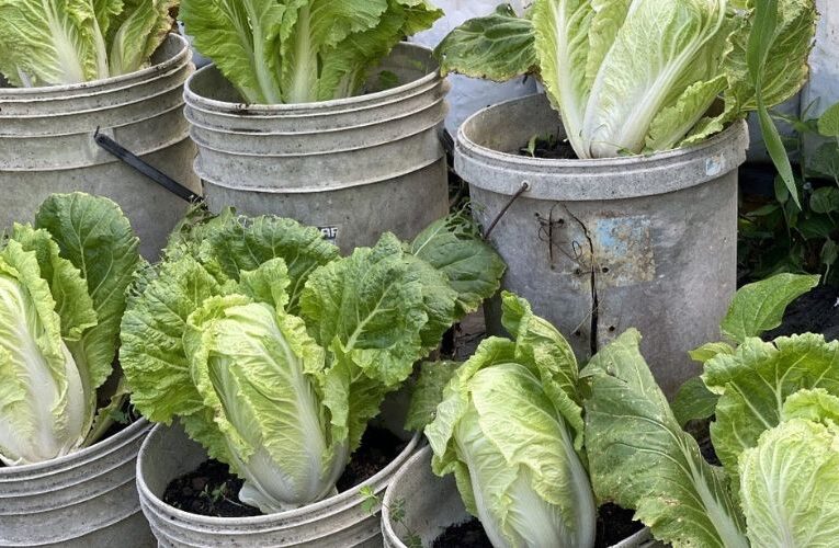 Urban Gardener’s Delight : Growing Napa Cabbage in containers