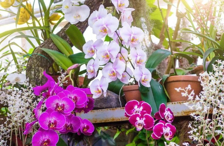 Unlock the Secret : How to Keep Your Orchids Blooming in These Six Tips