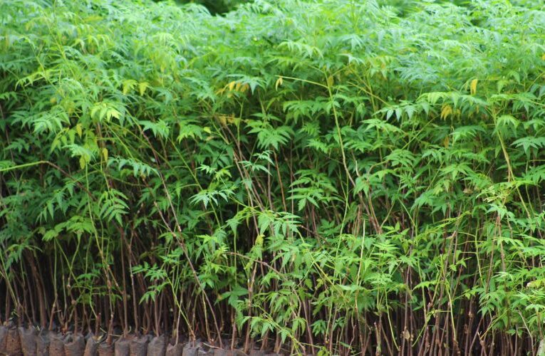 Plant Malabar neem Tree for Profitable Returns