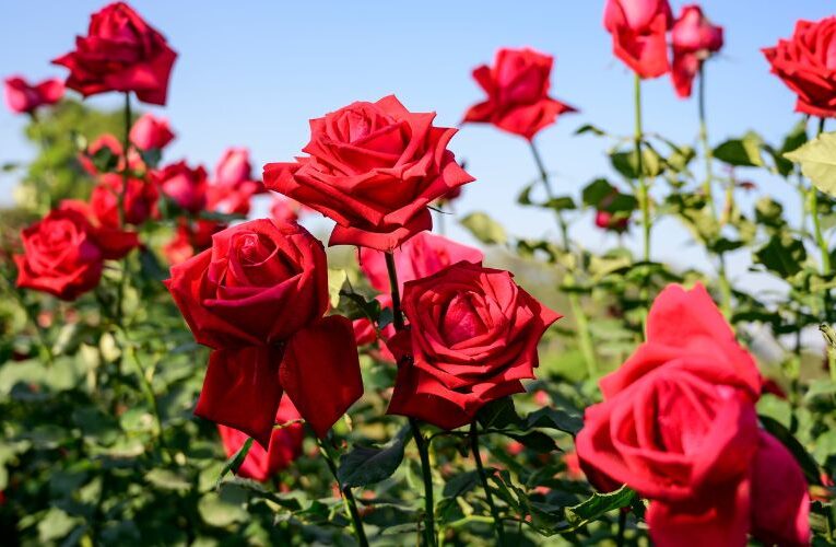 Unlocking Wealth : The profitable Secrets of Rose Cultivation