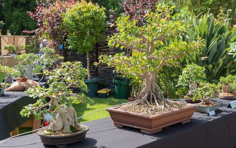 Ahmedabad Municipal Corporation will organize Bonsai and Topiary Exhibition in collaboration with INA