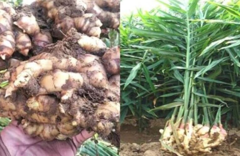 A significant initiative : Tehri Horticulture Department provide ginger & turmeric seeds at half price