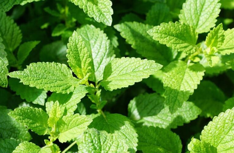 Know The Reasons why you should consider growing mint at home