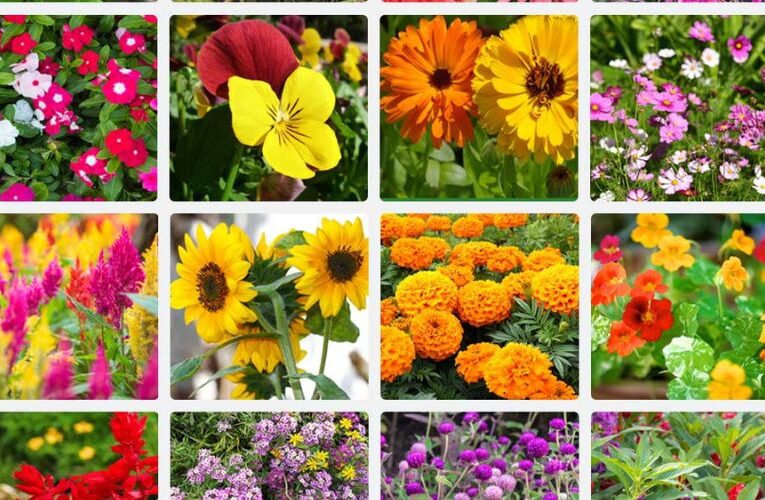 Colorful Summer : Five Flowers to Add Vibrancy to Your Garden