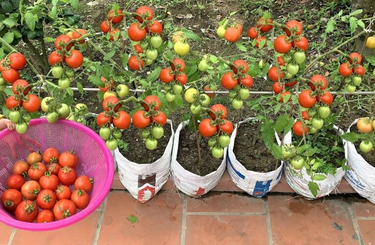 Tomato Cultivation Made Easy: Growing Tips for Bag Planting