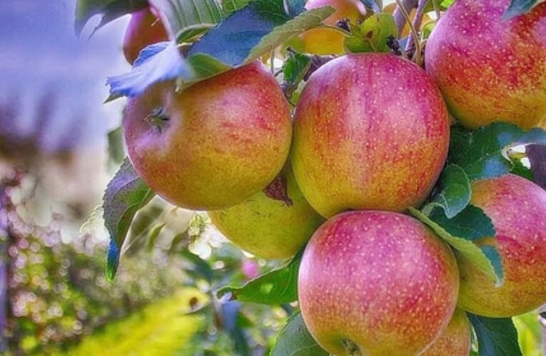 Karsog Horticulture Project Set to Boost Apple Cultivation, is in final stage
