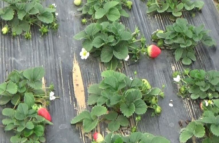 बिहार कृषि विश्वविद्यालय सस्ते में उपलब्ध कराएगा स्ट्रॉबेरी का पौधा