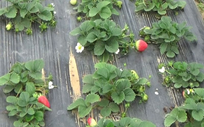 Bihar Agricultural University, Sabour, is promoting farmers to cultivate strawberries. Agricultural University will now provide strawberry