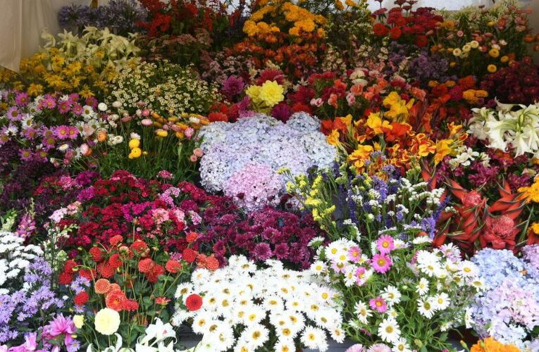 Ooty will Blooms Again : Annual Flower Show Returns from May 17