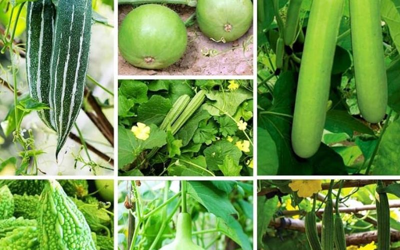 Today we are going to tell you which vegetable you cultivate in March.