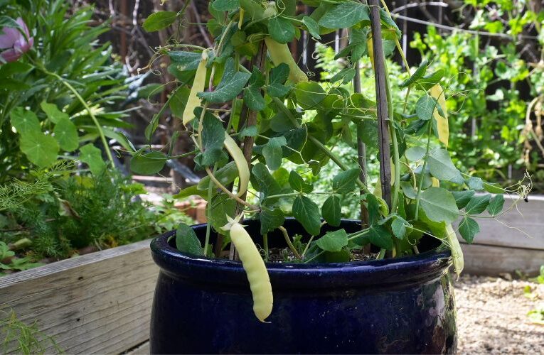 Growing Peas at Home in Mud Pots