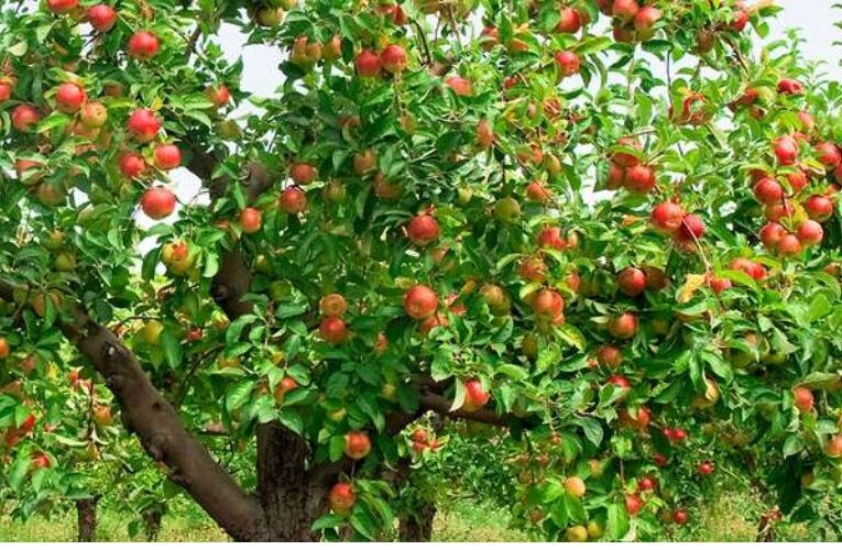 सेब की प्राकृतिक खेती को बढ़ावा देने के लिए कार्यशाला का आयोजन 