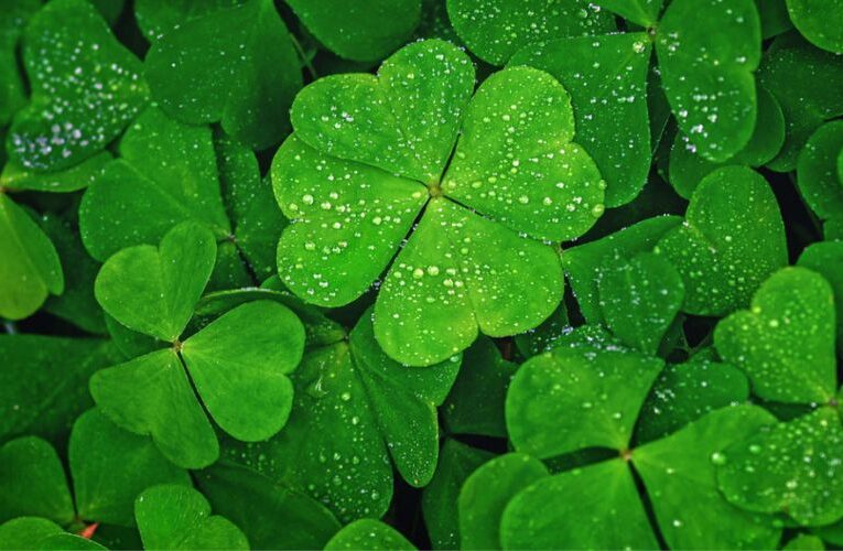 Clover’s Health Benefits : The Natural Remedy in Your Backyard