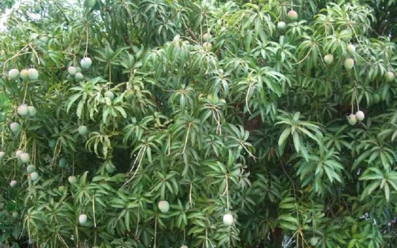 Mango gardening requires special care during the month of April.