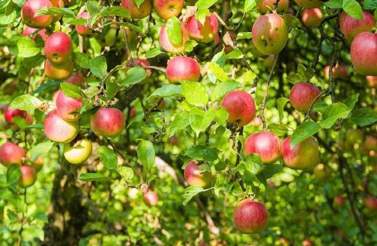जलवायु परिवर्तन के कारण सेब की खेती करने वाले बागवान परेशान