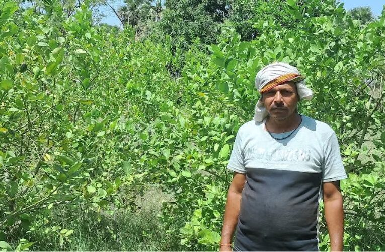 शुष्क बागवानी कार्यक्रम योजना ने बदली किसान की जिंदगी