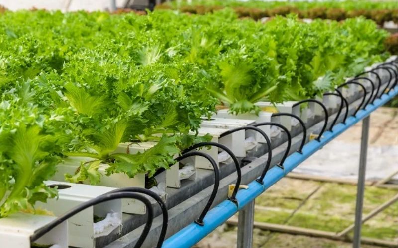 which is known as hydroponic farming.
