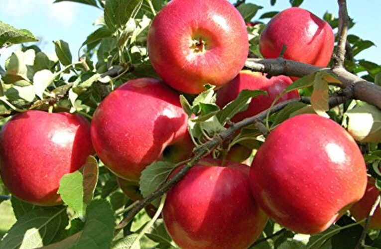 गिरती कीमतें सेब उत्पादकों के लिए खतरे की घंटी