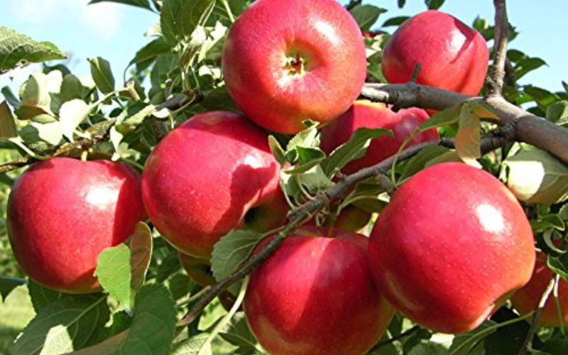 Falling prices of apples are no less than an alarm bell for apple growers.